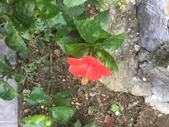 Hibiscus