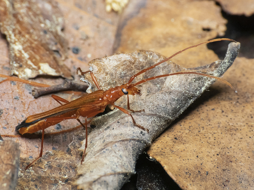Stenorhopalus flavicans
