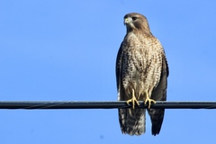 Buteo jamaicensis × lineatus