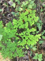 Adiantum amplum