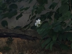 Bauhinia