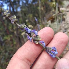 Salvia helianthemifolia
