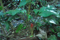 Heliconia imbricata