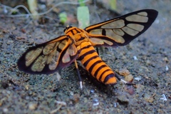Amata grotei
