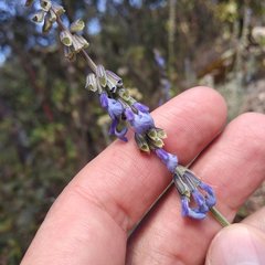 Salvia helianthemifolia