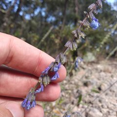 Salvia helianthemifolia