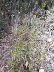 Salvia helianthemifolia