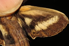 Xylophanes guianensis