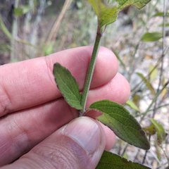 Salvia helianthemifolia