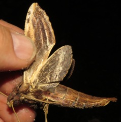 Xylophanes guianensis