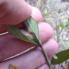 Salvia helianthemifolia