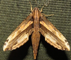 Xylophanes guianensis