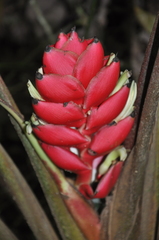 Heliconia imbricata