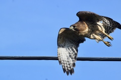 Buteo jamaicensis × lineatus
