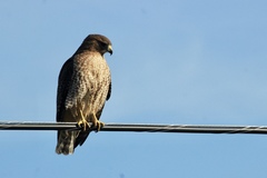 Buteo jamaicensis × lineatus