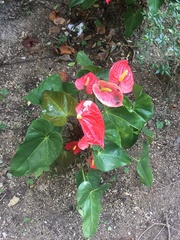 Anthurium andraeanum