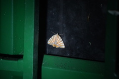 Pityeja histrionaria