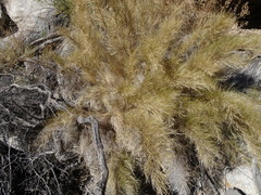Muhlenbergia dumosa