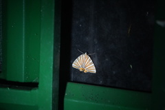 Pityeja histrionaria