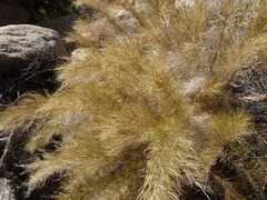 Muhlenbergia dumosa