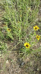 Rudbeckia missouriensis