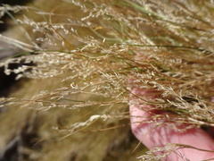 Muhlenbergia dumosa