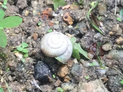 Gastropoda