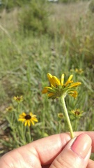 Rudbeckia missouriensis