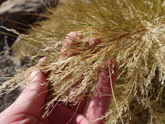 Muhlenbergia dumosa