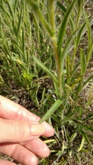 Rudbeckia missouriensis