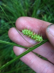 Carex baileyi
