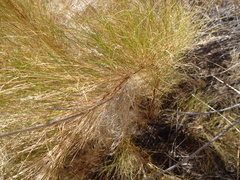 Muhlenbergia dumosa
