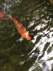 Cyprinus rubrofuscus