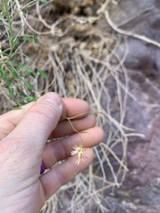 Pleurocoronis pluriseta