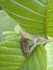 Conoderus fuscofasciatus