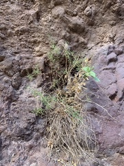 Pleurocoronis pluriseta