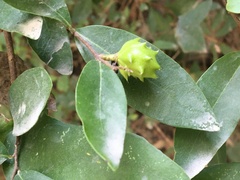 Annona globiflora