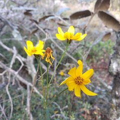 Coreopsis crawfordii