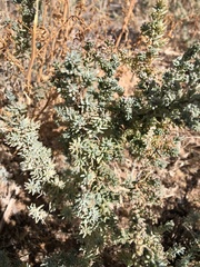 Halogeton glomeratus