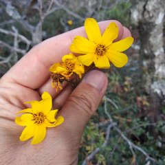 Coreopsis crawfordii