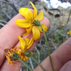 Coreopsis crawfordii