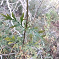 Coreopsis crawfordii