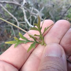 Coreopsis crawfordii