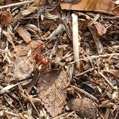 Myrmilloides grandiceps