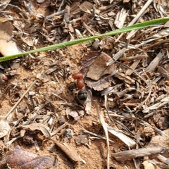 Myrmilloides grandiceps