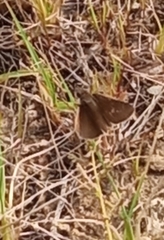 Lerodea eufala eufala