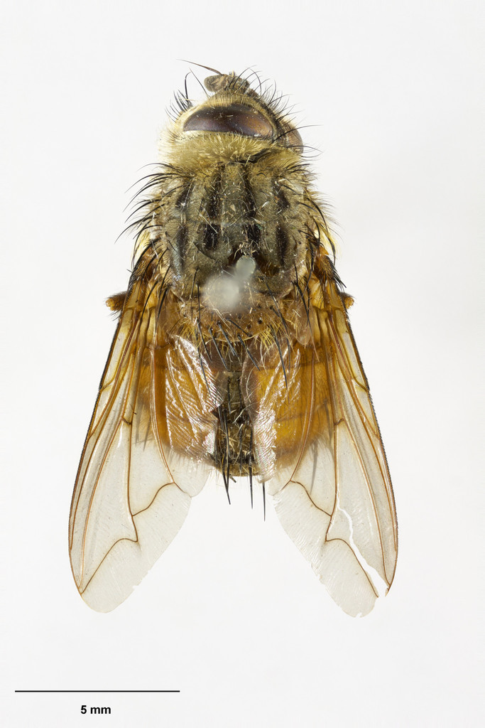 Protohystriciini