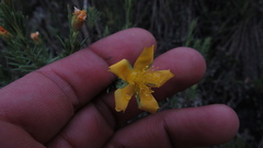 Hypericum lancioides