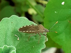Catorhintha apicalis