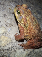 Rhinella rubescens